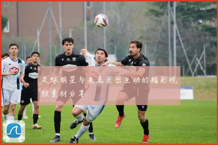 足球明星与老虎亲密互动的精彩视频素材分享